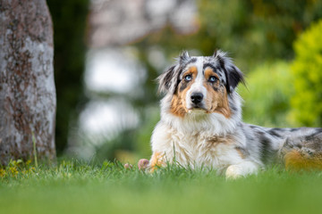 Australian Shepherd laying on gras shallow depth of field looking up