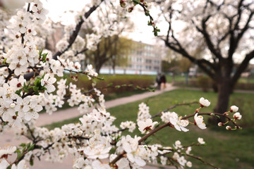Cherry blossom, tree branches flowering. Spring and beauty concept.