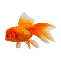 Goldfish on a white background.