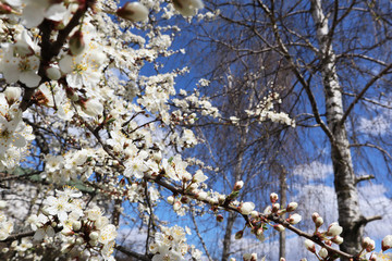 Cherry blossom, tree branches flowering. Spring and beauty concept.