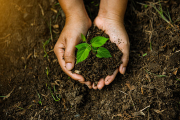 Hands of the farmer are planting the seedlings into the soil