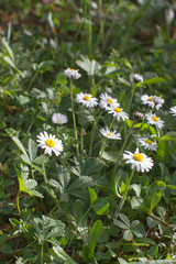 wild small daisies for sustainable grass, biodiversity and organic garden