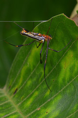 close up image of a Golden Silk Orb-weaver Spider - Nephila pilipes