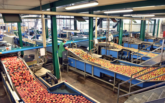 transport of freshly harvested apples in a food factory for sale