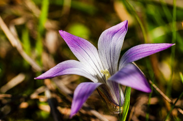 Macro Photography Crocus Spring Flowers Photographed in the Sardinian Countryside with Selective...