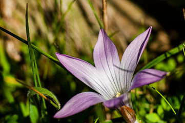 Macro Photography Crocus Spring Flowers Photographed in the Sardinian Countryside with Selective...
