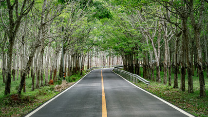 The road through the Rubber tree plantation.