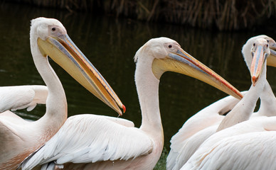 pelicans on a beach