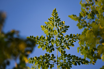 moringa leaves in the glow of sunlight
