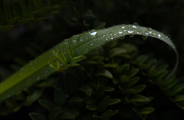 fern in the rain