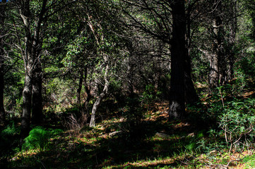 Landscape of a forest of trees in the Autumn of Sardinia