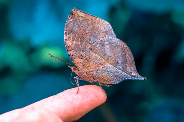 Beautiful Closeup at your fingertips in a summer garden