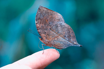Beautiful Closeup at your fingertips in a summer garden