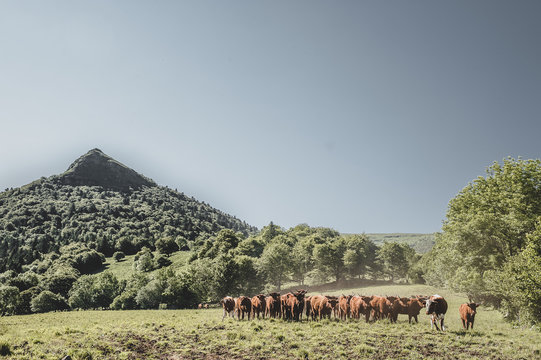 Transhumance de vaches salers dans le Massif Central - France