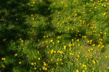 Top view on yellow flowers on a background of green grass