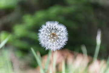 close-up of a dandelion in the garden