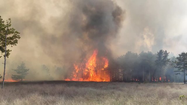 Soaring Flames And Smoke Above Burning Trees. Fire Storm In The Forest &ndash; Hell On Earth.