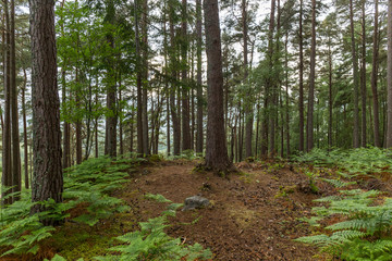 interior of a Scottish forest with abundant green vegetation and trees, during the spring