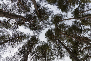 tree tops seen from below