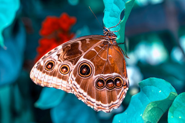 Blue Morpho, Morpho peleides, big butterfly sitting on green leaves, beautiful insect in the nature habitat