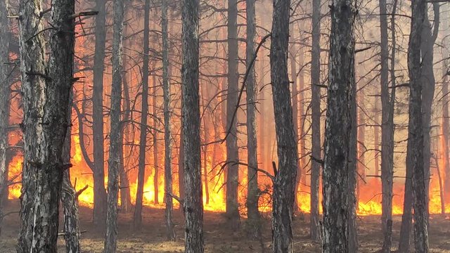 Soaring Flames And Smoke Above Burning Trees. Fire Storm In The Forest &ndash; Hell On Earth.