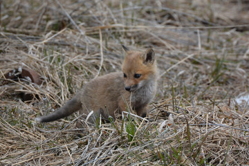 Baby red fox ventures out and explores outside its den