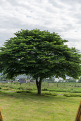 tree with a big green crown grows on grass in a garden, the sky is cloudy