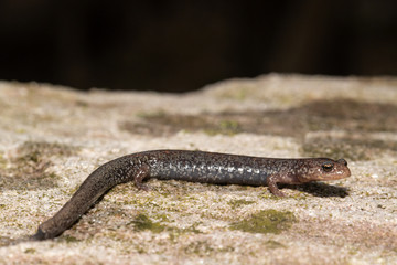 Valley and Ridge Salamander, Pennsylvania , USA - Plethodon hoffmani