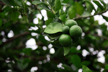 green lime in harvesting season