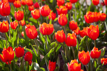 Red tulips background. Beautiful tulip in the meadow. Flower bud in spring in the sunlight. Flowerbed with flowers. Tulip close-up. Red flower