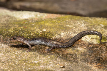 Valley and Ridge Salamander, Pennsylvania , USA - Plethodon hoffmani