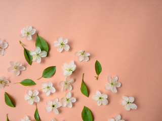 Flat-lay of white cherry blossom flowers over light pink background, top view, flat lay.