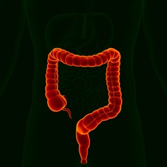 3D Illustration Human Digestive System Anatomy (Large Intestine)