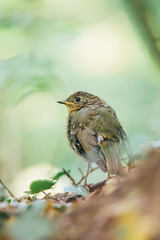 Cute little juvenile Robin in the woods. 