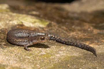 Valley and Ridge Salamander, Pennsylvania , USA - Plethodon hoffmani