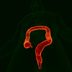 3D Illustration Human Digestive System Anatomy (Large Intestine)