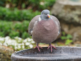 A plump Wood Pigeon (Columba palumbus) perches on the rim of a garden bird bath.UK bird