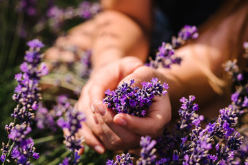 Hands of beautiful girl hold purple lavender in field.  Girl hands collect lavender. Woman in the lavender field. Enjoy the floral glade, summer. Down view. Close up
