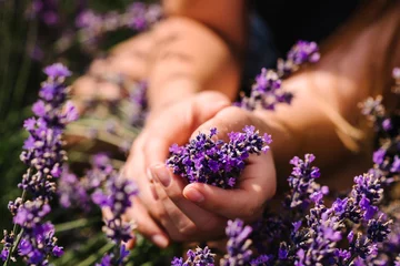 Poster Hands of beautiful girl hold purple lavender in field.  Girl hands collect lavender. Woman in the lavender field. Enjoy the floral glade, summer. Down view. Close up © Serhii