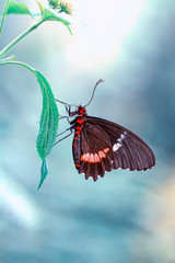 Beautiful  heliconius  butterfly  sitting on flower in a summer garden