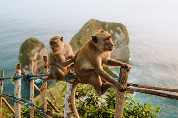 kelingking beach monkeys