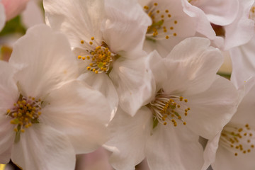 Sakura cherry Blossoms