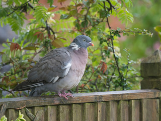 Fototapeta premium A plump Wood Pigeon (Columba palumbus) sits on a garden fence.UK bird.Image
