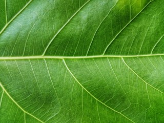 close up of green leaf