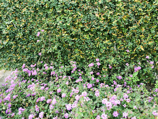 purple flowers and green creeper on wall in spring