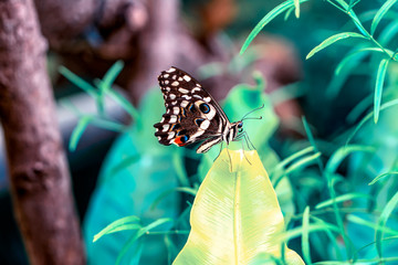 Closeup beautiful butterfly in a summer garden