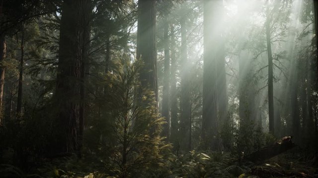 Sequoia National Park under the fog mist clouds fantasy. Sequoia Redwood Forest