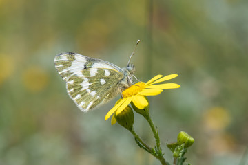 Pieridae / Yeni Beneklimelek / / Pontia edusa