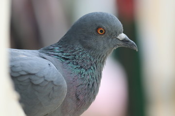 Portrait of a pigeon, Photo clicked at Surat, Gujarat - India