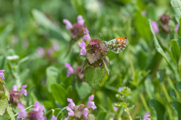 Pieridae / Turuncu Süslü / / Anthocharis cardamines